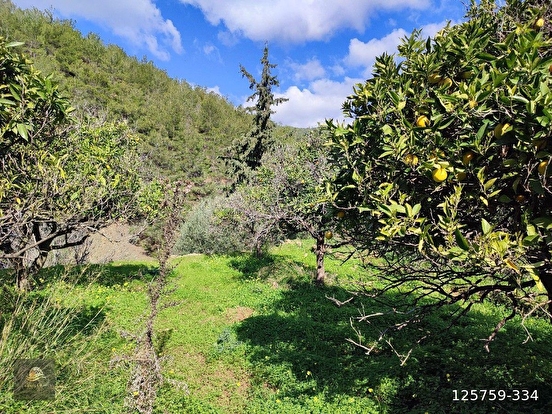 ANAMUR DEMİRÖREN'DE MÜSTAKİL PORTAKAL BAHÇESİ VE TARLA - MERSİN ANAMUR fotoğraf 13